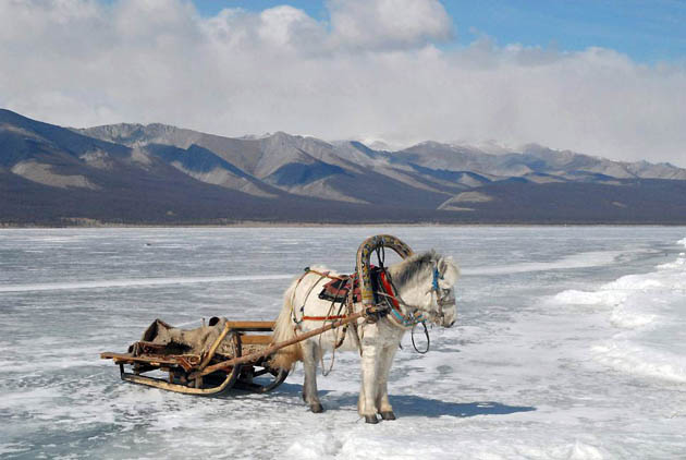 Khovsgol Aimag, Mongolia: A horse drawn sled on the frozen lake Khovsgol