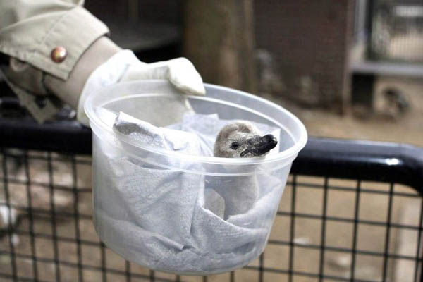 Antwerp, Belgium: A zookeeper holds a Humboldt penguin chick in zoos