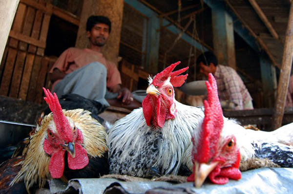 Agartala, India: A poultry vendor at a local market