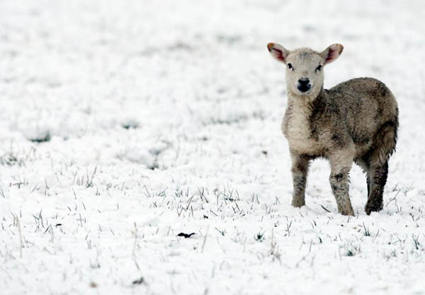 Tow Law, UK: A lamb is surrounded by snow as severe weather hits the north of England
