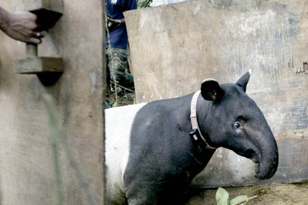 Selangor, Malaysia: With a newly-attached radio transmitter on its collar, a wild female tapir nicknamed Liya emerges from a trap at the Sungai Dusun wildlife reserve