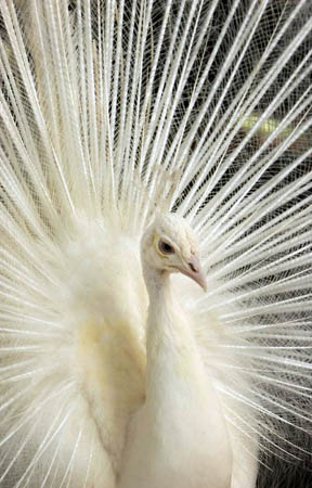 El Valle de Anton, Panama: A white peacock