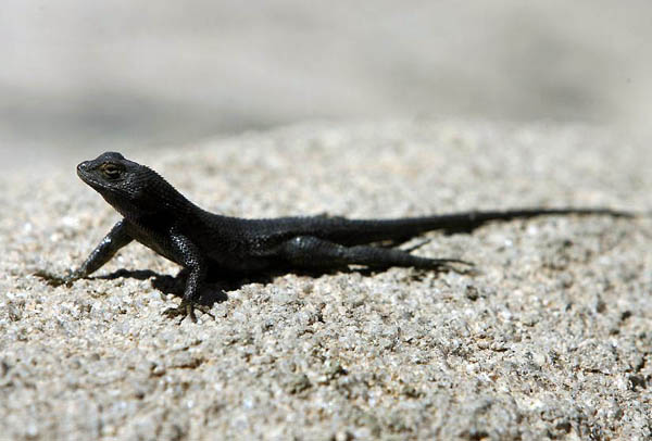 California, US: A great basin fence lizard in Joshua Tree National Park