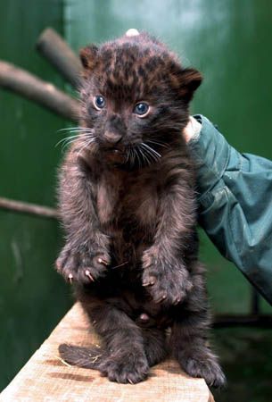 Miskolc, Hungary: A baby panther at the zoo and cultural park