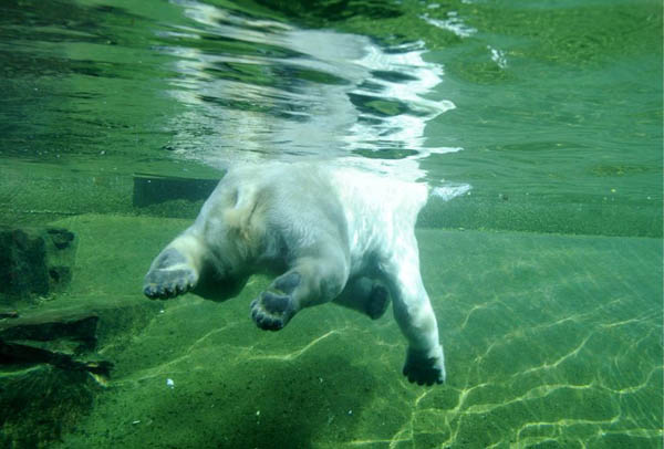 Nuremberg, Germany: Polar bear Vera swims in the outdoor enclosure of the zoo