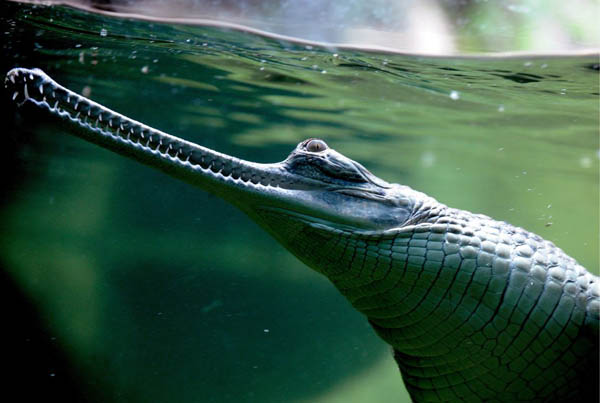 Prague, Czech Republic: An Indian gharial behind a glass panel in the zoo which opened a new pavilion for seven Indian gharials this week
