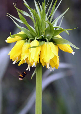 London, UK: Bluebells begin to bloom in Hyde Park