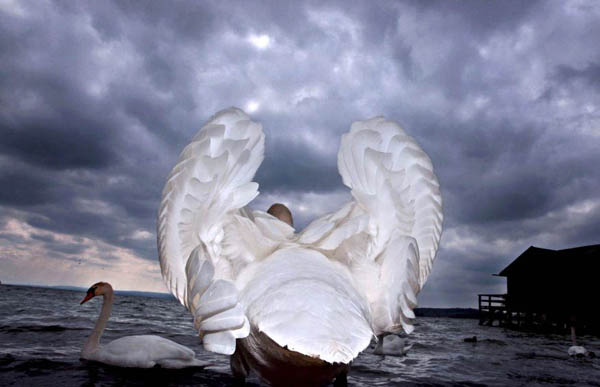 Stegen, Germany: A swan at the shore of the Ammersee