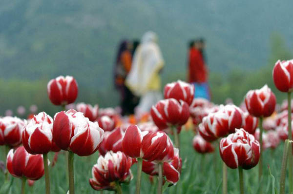 Srinagar, India: Kashmiri girls take a stroll in the Tulip Garden