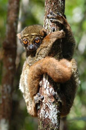 An eastern woolly lemur