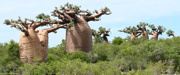 Adansonia grandidieri