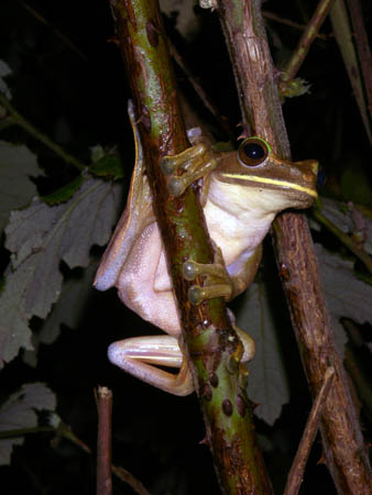 Boophis albilabris