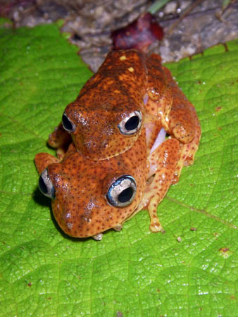Boophis phyrrus