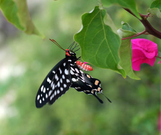 Pharmacophagus antenor