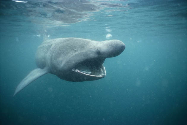 Basking Shark Scotland