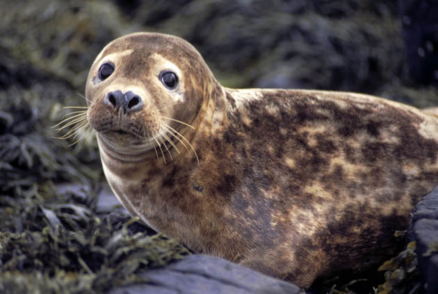 Grey seal