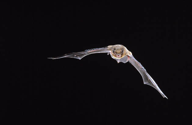 common Pipistrelle bat