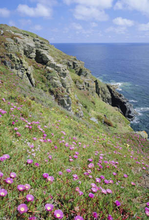 Flowers of the Hottentot Fig growing above the coast at The Lizard, Cornwall, England
