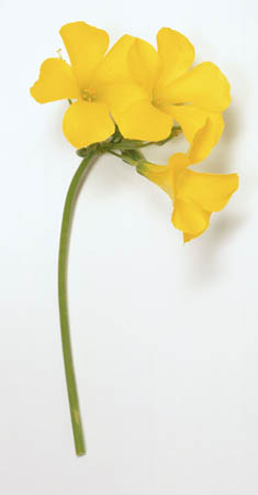 Oxalis pes-caprae, bermuda buttercup, yellow five petals flowers on a thin green stem