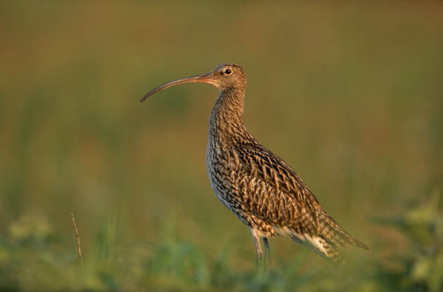 Eurasian Curlew (Numenius arquata), adult