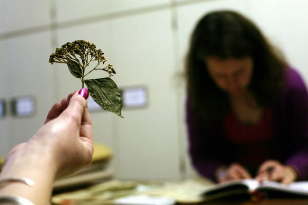 Herbarium at Kew Gardens