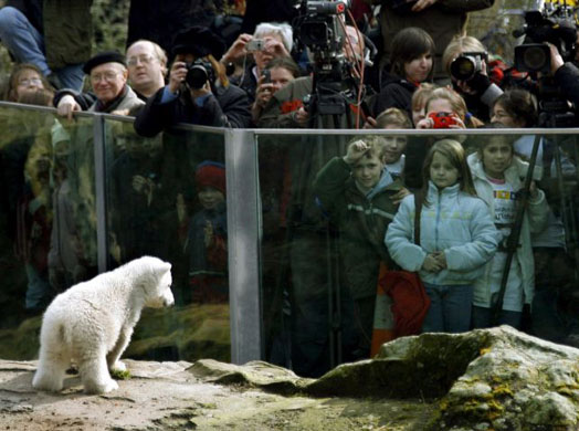 Germany's Polar Bears