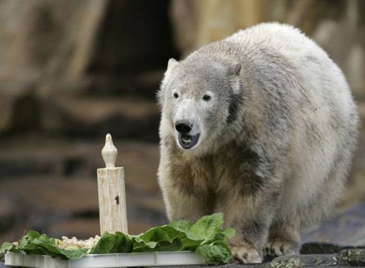 Germany's Polar Bears