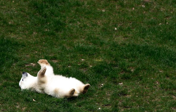 Germany's Polar Bears