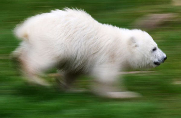 Germany's Polar Bears