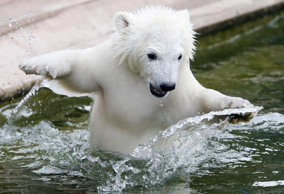 Germany's Polar Bears