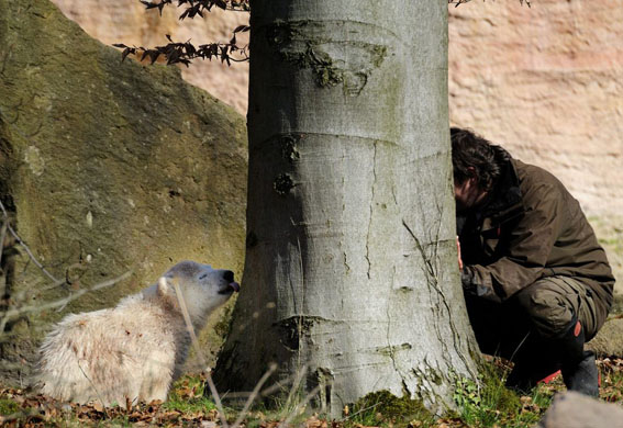 Germany's Polar Bears