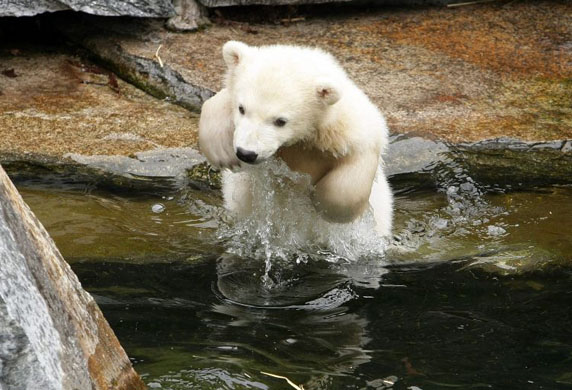Germany's Polar Bears