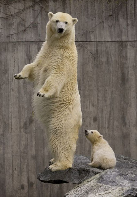 Germany's Polar Bears