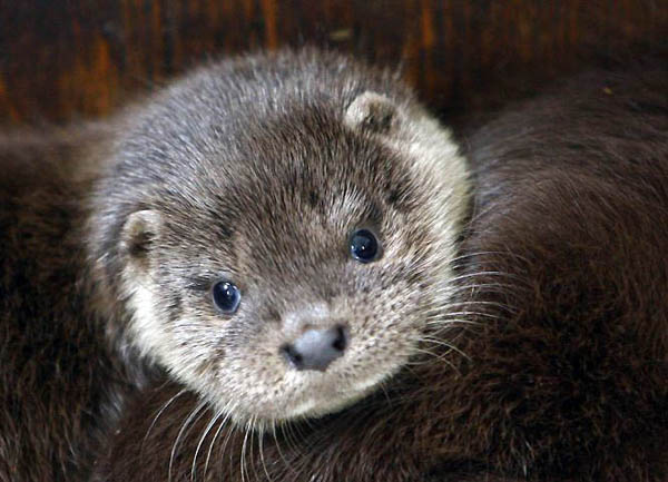 Southampton, US: Vrnwy a 10-week-old European otter is being cared for at the Otter, Owl & Wildlife Park after her mother was killed by a car