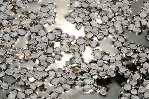 Seoul, South Korea: Petals at the Youido cherry blossom festival