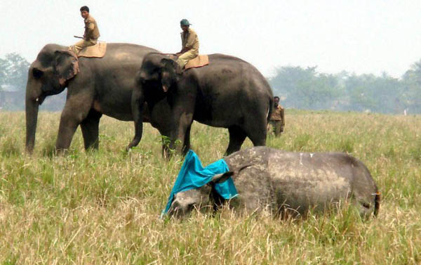 Pobitora Wildlife Sanctuary, India: An Indian one horned after being tranqulised