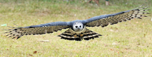 Panama: Luigi, an adult male Harpy eagle born and raised in captivity, flies towards its trainer at the National Association for the Conservation of Nature