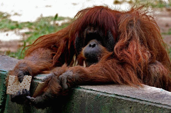 Ramat Gan, Israel: Moshon, a 35-year-old orang-utan munches on Matza, the unleavened cracker-like bread eaten during the upcoming festival of Pesach (Passover)