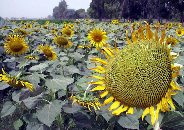 Hyderabad, Pakistan: Blooming sunflowers in a field