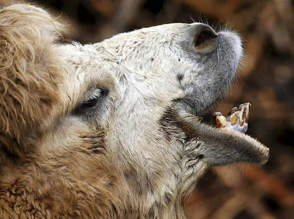 Zurich, Switzerland: A bactrian camel at the zoo