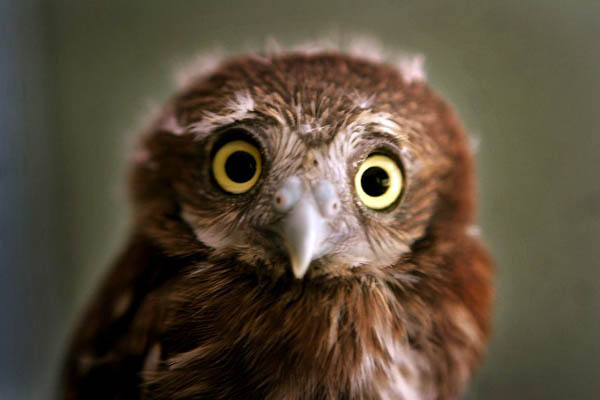 Managua, Nicaragua: A one-month-old ferruginous pygmy-owl at the National zoo