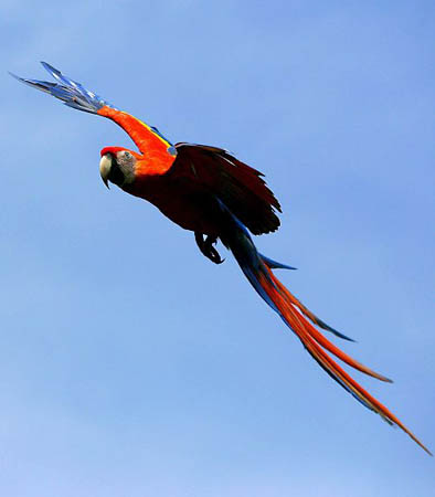Costa Rica: A parrot flying over the Osa peninsula