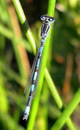 UK: A southern damesfly. A nationwide survey of dragonflies is being launched this week amid concerns that a third of British species are under threat