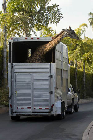 San Diego, US: Silver, a male Masai giraffe at the San Diego zoo, takes a ride as he and five other giraffes are moved to a new habitat