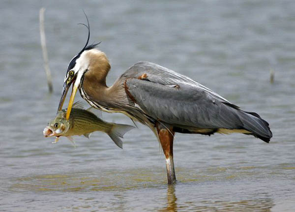 Temple, US: A great blue heron makes a meal out of a bass