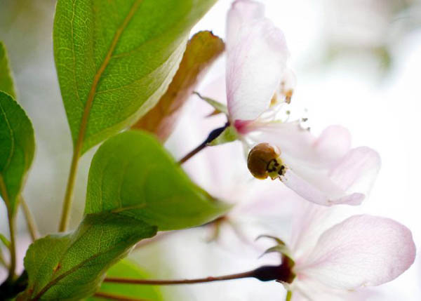 Ottawa, US: A ladybird crawls along the underside of a dogwood blossom