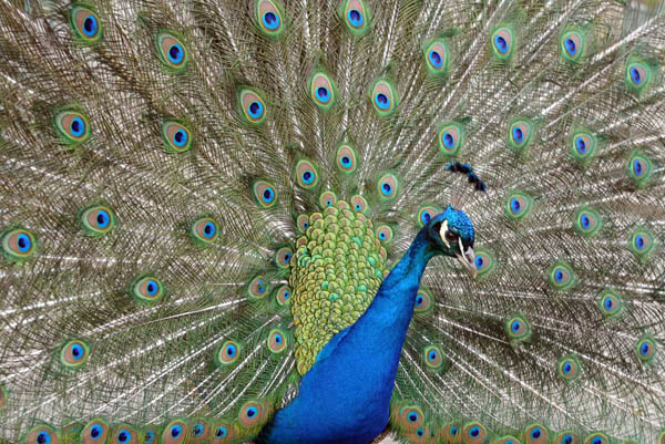 Warsaw, Russia: A peacock in Lazienki park