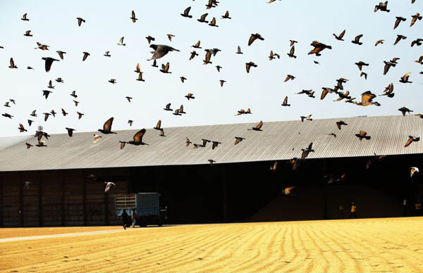 Suphan Buri, Thailand: Birds fly over drained rice at rice mill factory