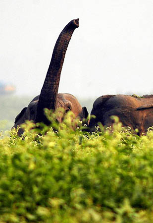 Guwahati, India: A wild elephant smells the presence of villagers as they approach to chase the elephants away from the village paddy fields