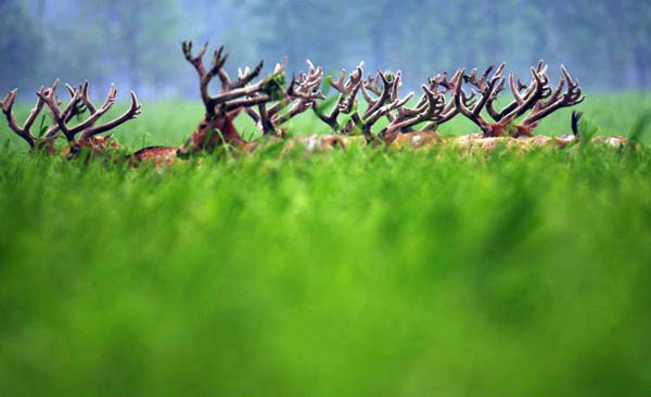 Shishou, China: Pere David's deer pasture at the Yangtze river Swan Islet